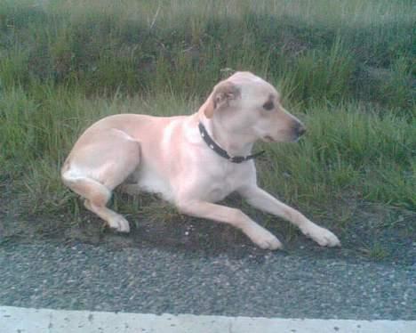 Blanding af racer Miss Molly billede 4