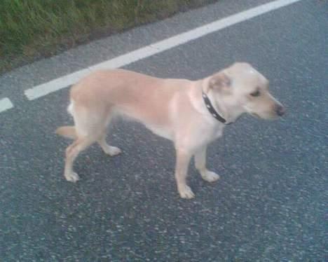 Blanding af racer Miss Molly billede 5