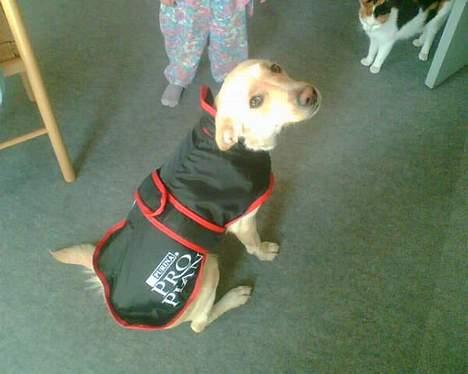 Blanding af racer Miss Molly billede 6