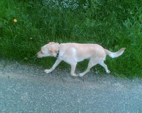 Blanding af racer Miss Molly billede 7