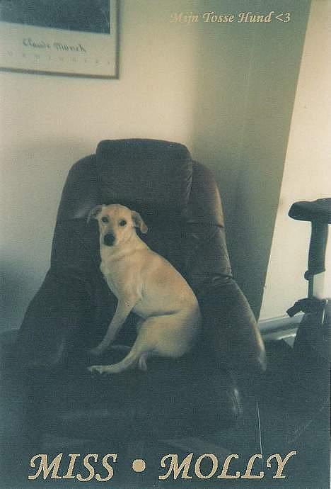 Blanding af racer Miss Molly billede 8