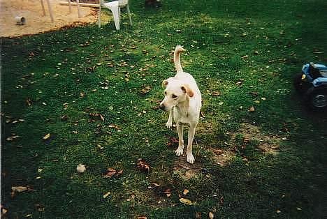 Blanding af racer Miss Molly billede 9