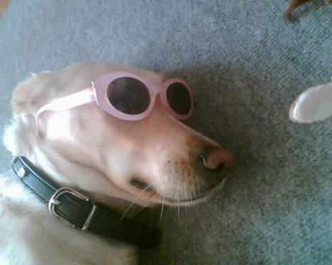 Blanding af racer Miss Molly billede 10