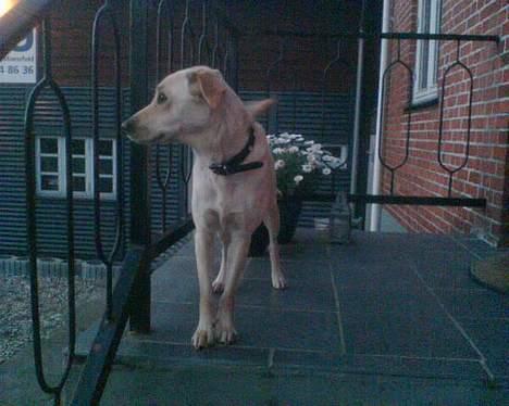 Blanding af racer Miss Molly billede 11