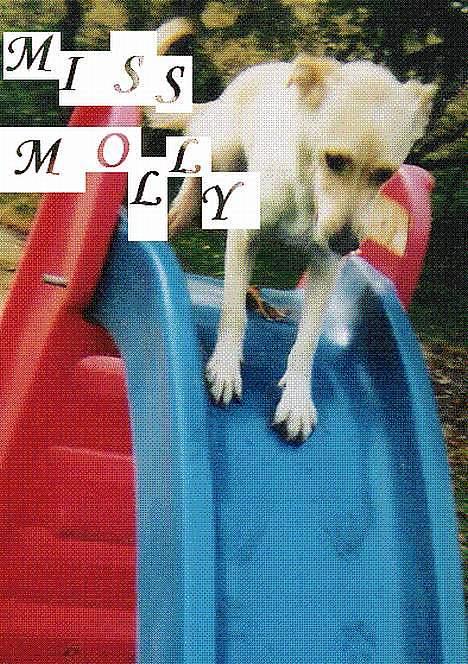 Blanding af racer Miss Molly billede 12