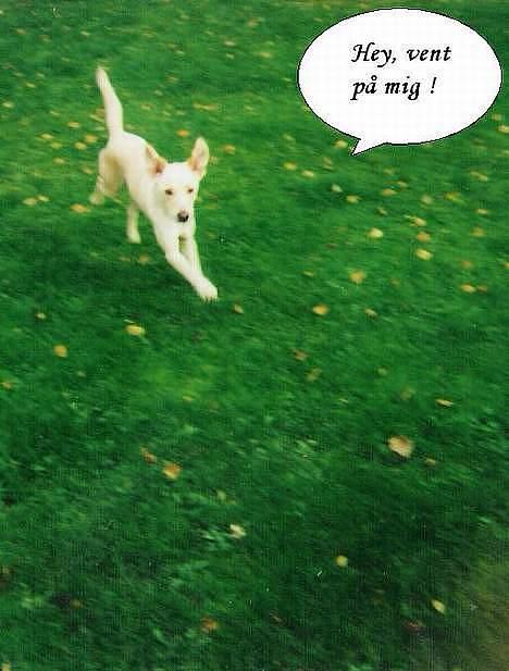 Blanding af racer Miss Molly billede 13