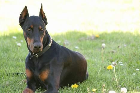 Dobermann Batman [Død] - Smukke hund. OBS: Der kommer løbende flere billeder! billede 1