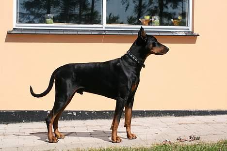 Dobermann Batman [Død] - Skønherlige :D billede 2