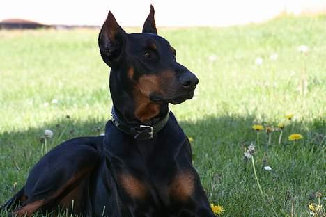 Dobermann Batman [Død] billede 3