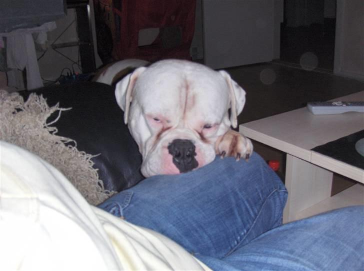 Amerikansk bulldog Morell's Asterix billede 1