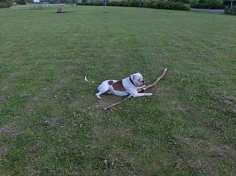 Amerikansk bulldog Morell's Asterix billede 2