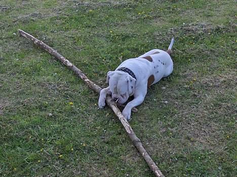 Amerikansk bulldog Morell's Asterix billede 3