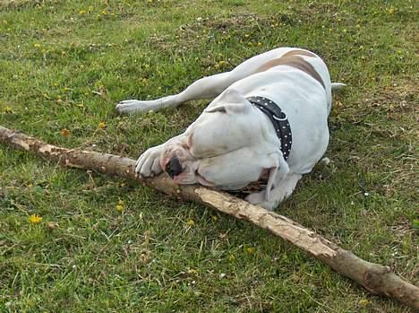 Amerikansk bulldog Morell's Asterix billede 4