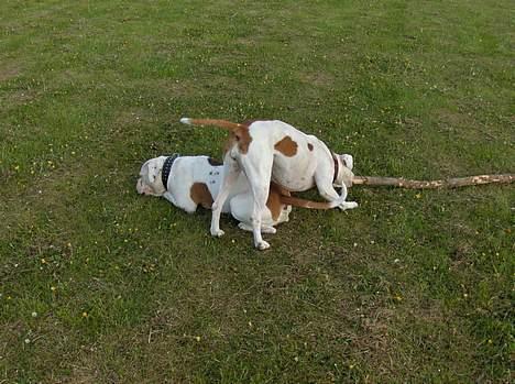 Amerikansk bulldog Morell's Asterix - Mor og søn billede 5