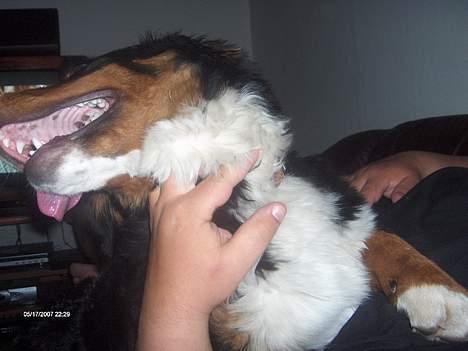 Berner sennenhund Chili - det er bare lækkert at blive nusset billede 15