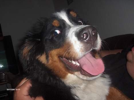 Berner sennenhund Chili - super at putte billede 16