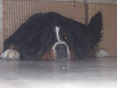 Berner sennenhund Lady (død d 11-06-08) - det er hårdt at være stor hund billede 7