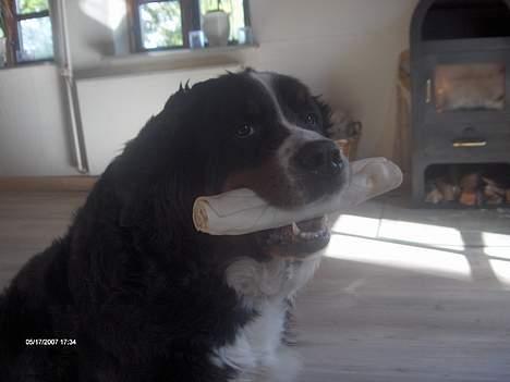 Berner sennenhund Lady (død d 11-06-08) - man skal passe godt på sit ben når man er to billede 9