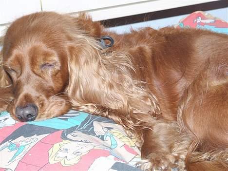 Cocker spaniel Mille  --Himmelhund-- - Godnat, nu vil jeg sove. billede 7