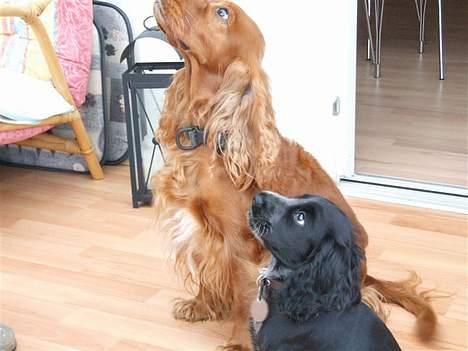 Cocker spaniel Mille  --Himmelhund-- - Her er jeg så sammen med Tika  billede 8