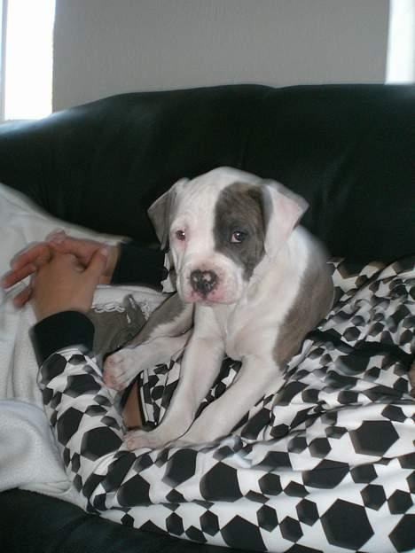 Amerikansk bulldog Chica - puha far og Chica er lige vågnet.... GAB billede 2