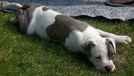 Amerikansk bulldog Chica - nyder solen i haven. billede 4