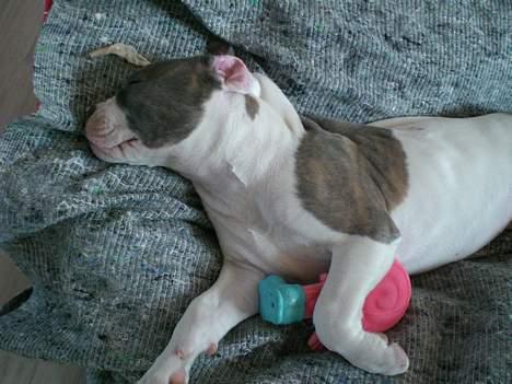 Amerikansk bulldog Chica - Snooooork..... billede 5
