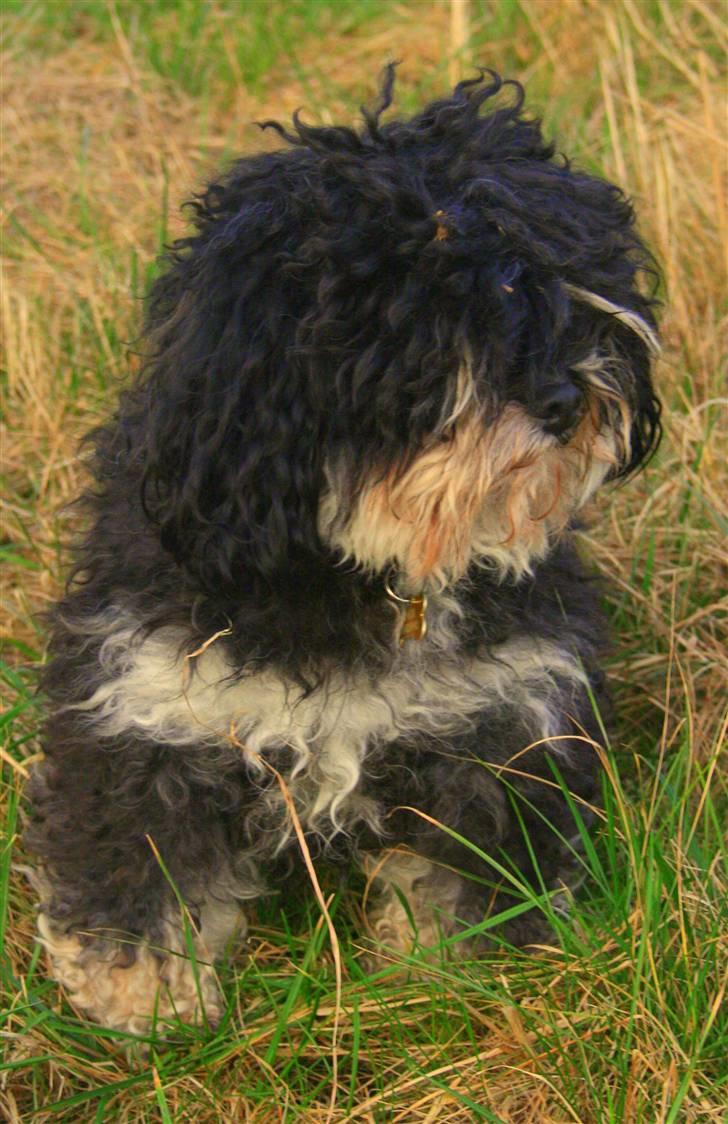 Blanding af racer Simba [Mor & Far's] - NP foto billede 1