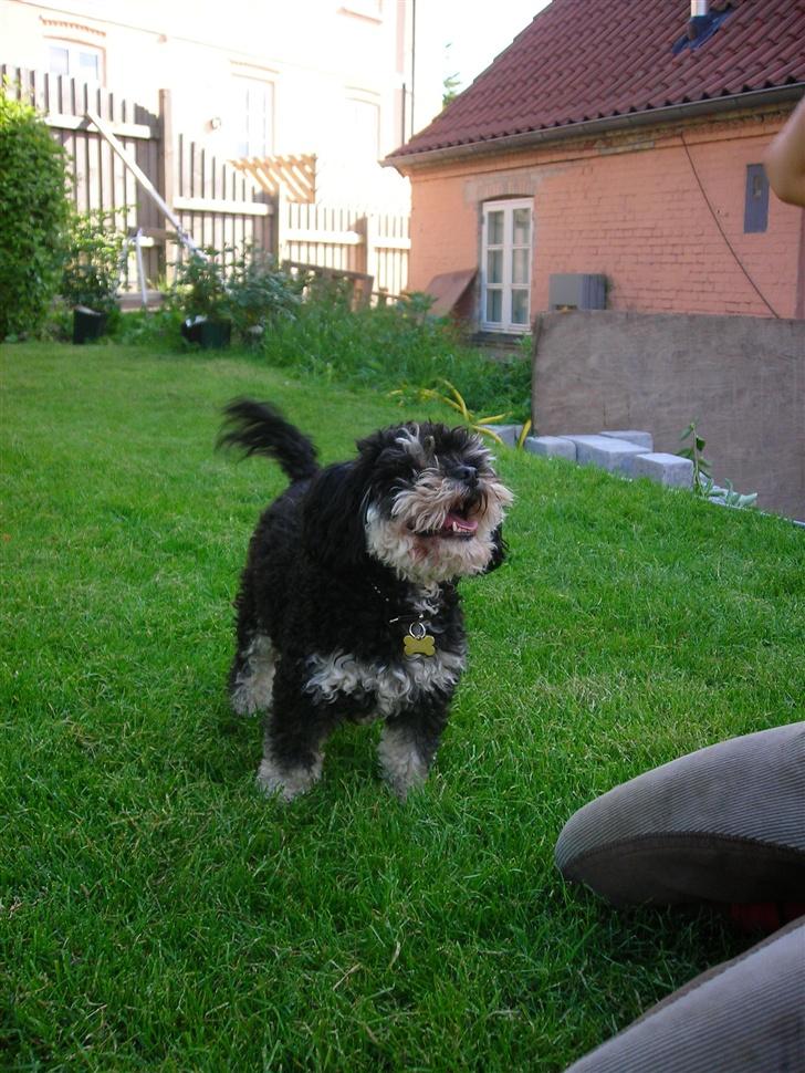 Blanding af racer Simba [Mor & Far's] - giv mig bolden !!  billede 2