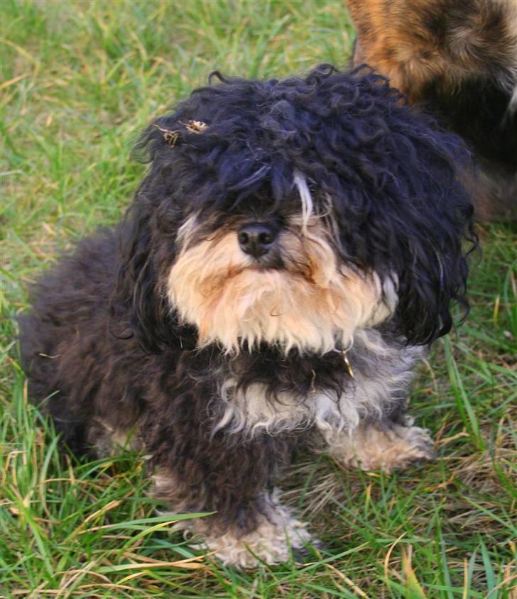 Blanding af racer Simba [Mor & Far's] - NP foto billede 3