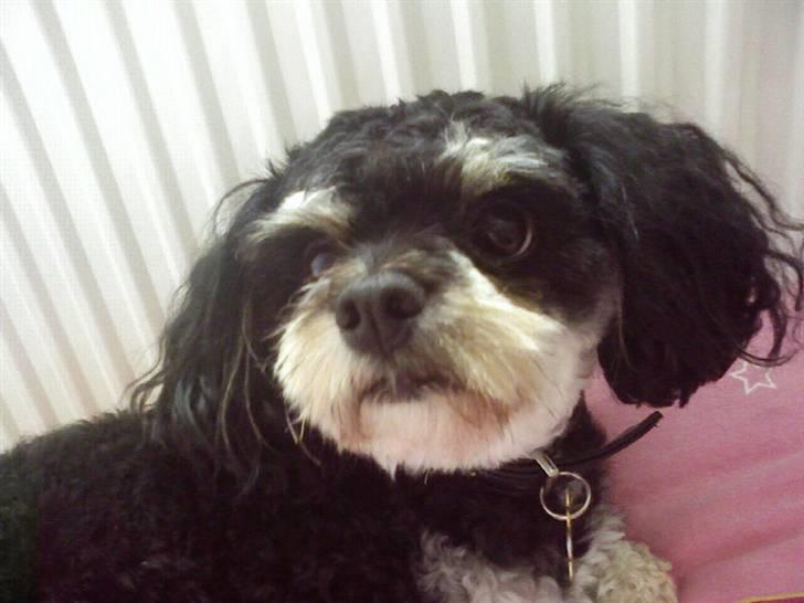 Blanding af racer Simba [Mor & Far's] - Ny klipet (: billede 4