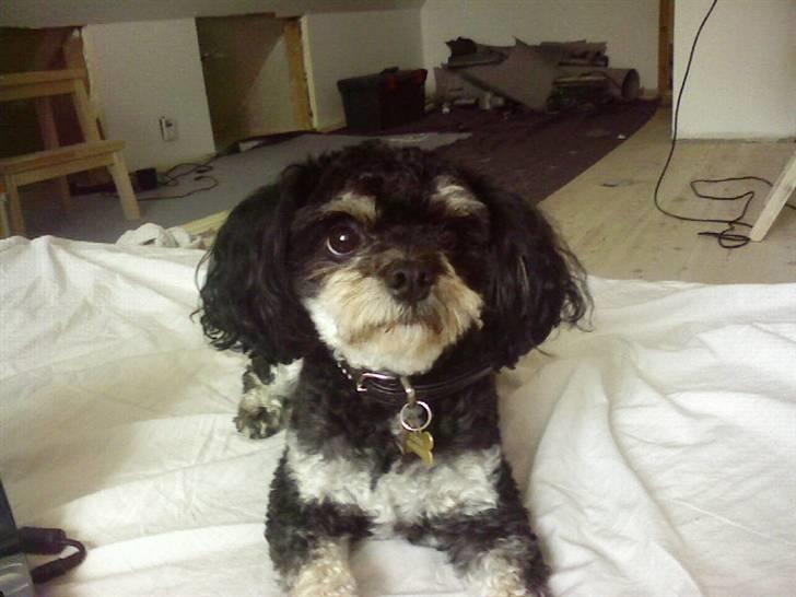 Blanding af racer Simba [Mor & Far's] - Er jeg ikke sød (: billede 5