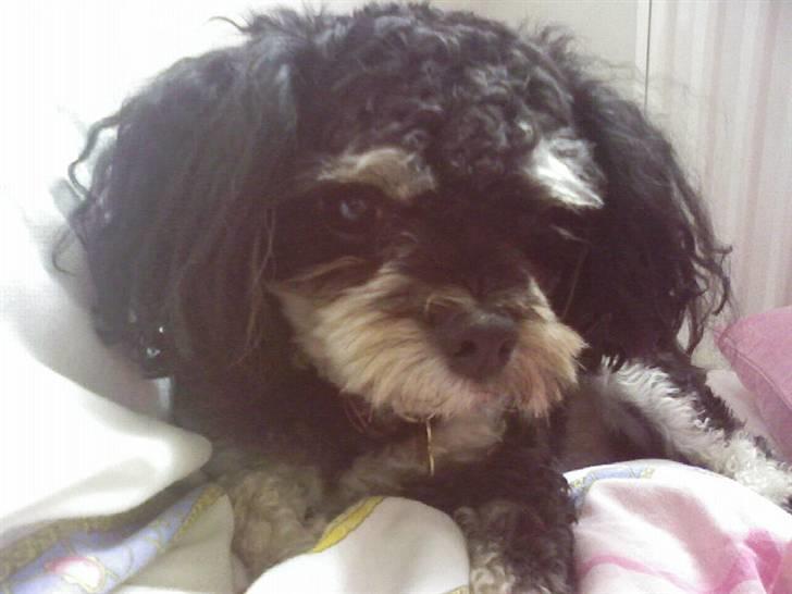 Blanding af racer Simba [Mor & Far's] - Simba <3 billede 6