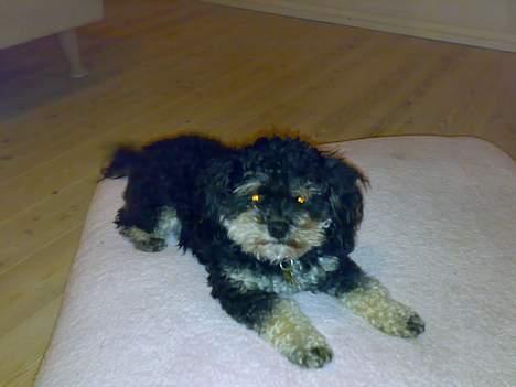 Blanding af racer Simba [Mor & Far's] - lyserød klæder ham :D hehe billede 7