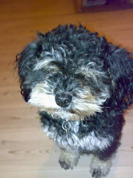 Blanding af racer Simba [Mor & Far's] - Krudtugle <3 billede 8