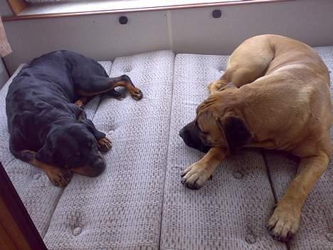 Rottweiler Marco`s Jessie - Skal vi putte sammen i vores nye campingvogn brormand? billede 13