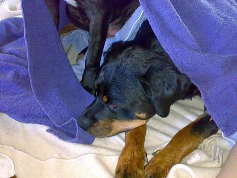 Rottweiler Marco`s Jessie - ADDDDD jeg hader at komme i bad billede 14