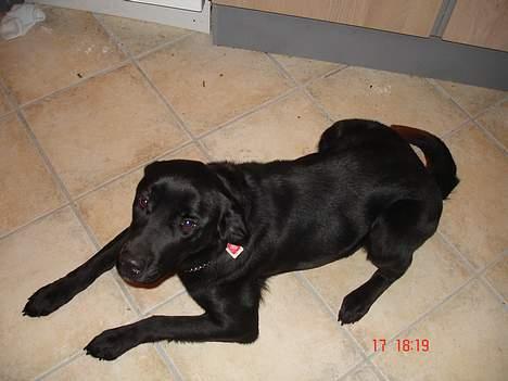 Labrador retriever bella billede 1