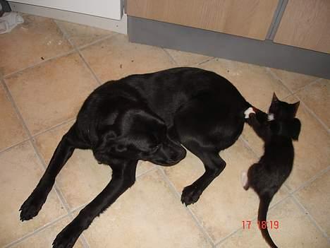 Labrador retriever bella - åhh nej ikke katten igen mon den ædder mig billede 2