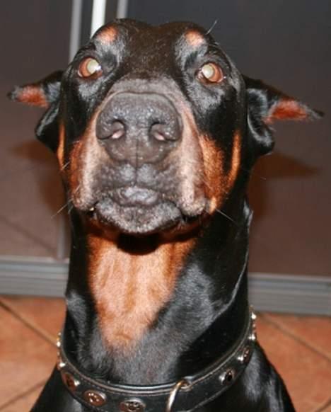 Dobermann Batman [Død] - Bøf... XD [Billederne er lidt dårlige, da blitzen gik helt amok. Der var ret mørkt indenfor ;)] billede 4