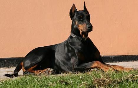 Dobermann Batman [Død] - Så smuk ^^ billede 7