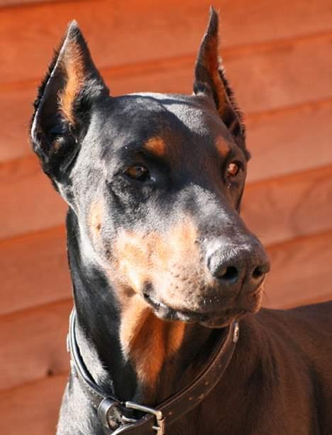 Dobermann Batman [Død] - Uff, han er flot xD billede 8