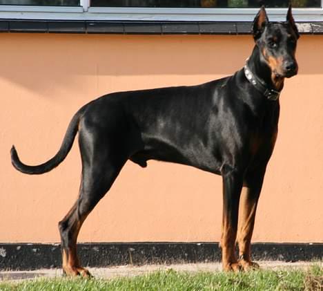 Dobermann Batman [Død] - Skuer ud over sin have :D billede 9