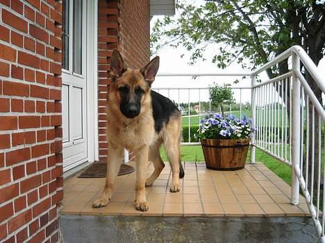 Schæferhund Akacias Indiana (Indi) - Så er vi da lige kommet hjem fra en lufte tur :) billede 9