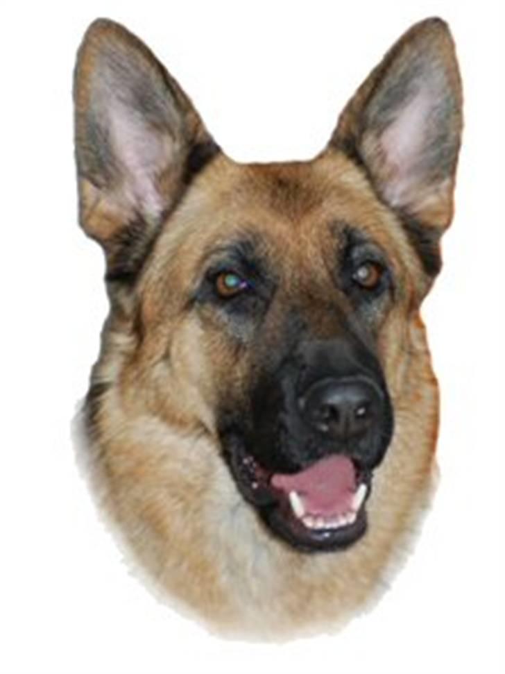 Schæferhund Akacias Indiana (Indi) - Indi min dejlige tøs billede 10