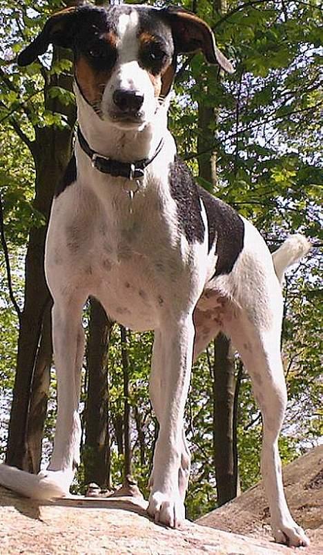 Dansk svensk gaardhund - Coco billede 1