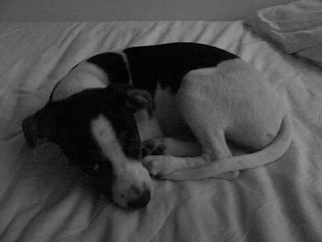 Dansk svensk gaardhund - Coco - Det eneste eksisterende hvalpe-billede af Coco billede 2