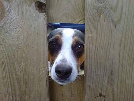 Dansk svensk gaardhund - Coco - Coco der kigger ud gennem hundenes kig-hul i vores port... billede 3