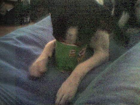 Dansk svensk gaardhund - Coco - "I just love Pringles" billede 4