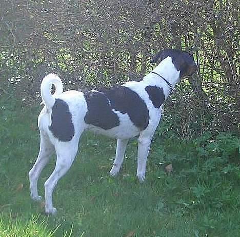 Dansk svensk gaardhund - Coco - Her ses de to pletter der var adskilte da hun var hvalp billede 5